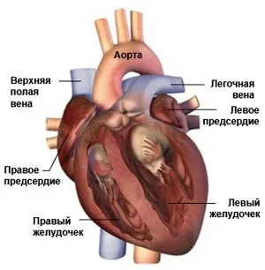 Аритмія серця - причини і симптоми, наслідки, лікування (тахікардії) Аритмія серця - причини і симптоми, наслідки, лікування