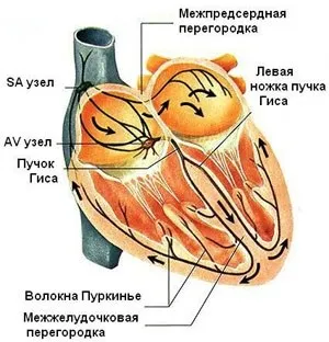Аритмія серця - причини і симптоми, наслідки, лікування (причини) Аритмія серця - причини і симптоми, наслідки, лікування