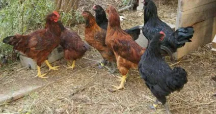 Аспергільоз птахів опис, симптоми, лікування і профілактика (симптоми) Аспергільоз птахів опис, симптоми, лікування і профілактика