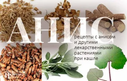 аніс звичайний