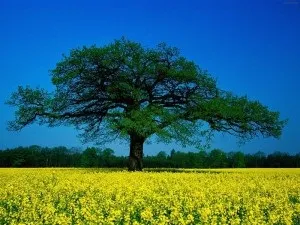 27 Років спільного життя подружжя - яка це весілля, ми робимо свято краще! (27 років спільного життя яке весілля що дарують) 27 Років спільного життя подружжя - яка це весілля, ми робимо свято краще!