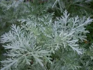 4 Рецепту лікування ехінококозу печінки народними засобами
