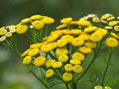 4 Рецепту лікування ехінококозу печінки народними засобами