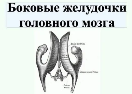 3 Шлуночок головного мозку і 4, їх розташування і будова (будова) 3 Шлуночок головного мозку і 4, їх розташування і будова
