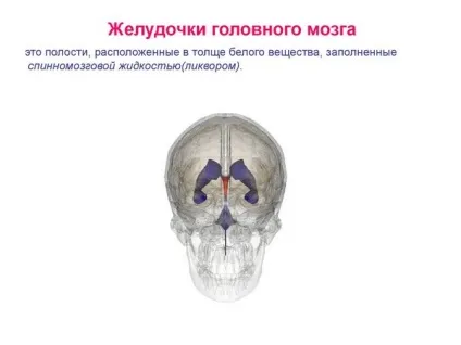 3 Шлуночок головного мозку і 4, їх розташування і будова (мозку) 3 Шлуночок головного мозку і 4, їх розташування і будова