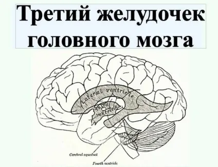 3 Шлуночок головного мозку і 4, їх розташування і будова (мозку) 3 Шлуночок головного мозку і 4, їх розташування і будова