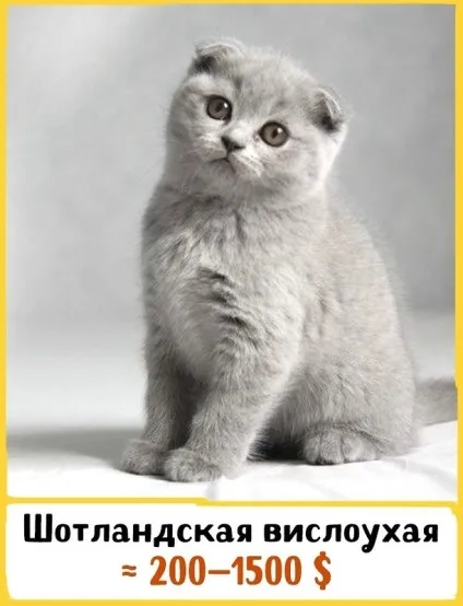19 Шикарних кішок, які коштують ціле багатство (які) 19 Шикарних кішок, які коштують ціле багатство