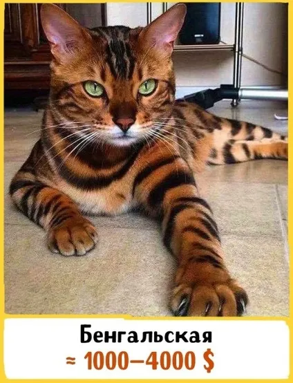 19 Шикарних кішок, які коштують ціле багатство (які) 19 Шикарних кішок, які коштують ціле багатство