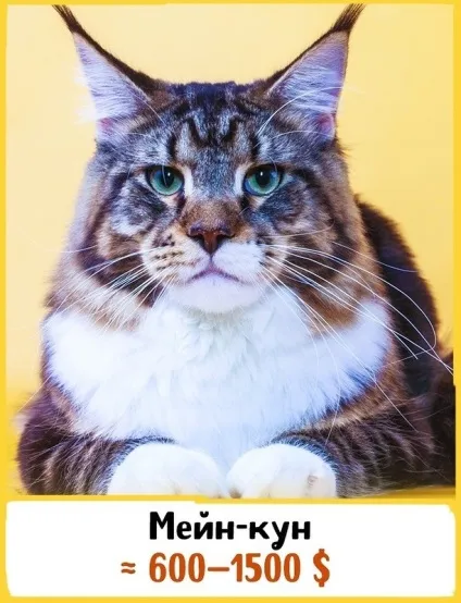 19 Шикарних кішок, які коштують ціле багатство (порода була виведена) 19 Шикарних кішок, які коштують ціле багатство
