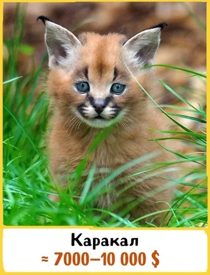 19 Шикарних кішок, які коштують ціле багатство (які) 19 Шикарних кішок, які коштують ціле багатство