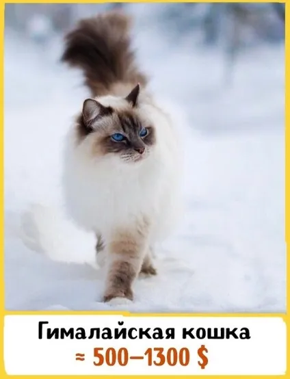 19 Шикарних кішок, які коштують ціле багатство (порода була виведена) 19 Шикарних кішок, які коштують ціле багатство