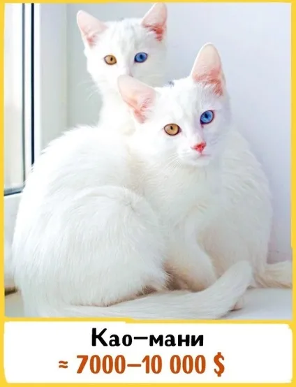 19 Шикарних кішок, які коштують ціле багатство (порода була виведена) 19 Шикарних кішок, які коштують ціле багатство