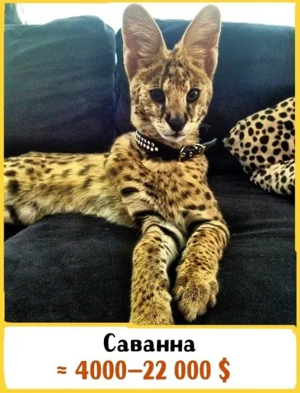 19 Шикарних кішок, які коштують ціле багатство (які) 19 Шикарних кішок, які коштують ціле багатство