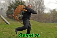 Агресія у собак, фото, види агресії, рекомендації щодо корекції (види) Агресія у собак, фото, види агресії, рекомендації щодо корекції