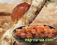 Акація аравійська (камедь) - корисні властивості, препарати (акація аравійська) Акація аравійська (камедь) - корисні властивості, препарати