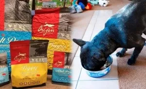 Акіта іну - відгуки власників про породу, плюси і мінуси, «дай лапу» (плюси) Акіта іну - відгуки власників про породу, плюси і мінуси, «дай лапу»