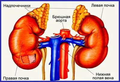 Адреналектомія операція з видалення надниркових залоз (видалення) Адреналектомія операція з видалення надниркових залоз