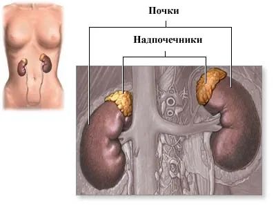 Адреналектомій - видалення надниркових залоз