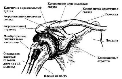 Акроміально-ключичний артроз причини, симптоми, лікування (симптоми) Акроміально-ключичний артроз причини, симптоми, лікування