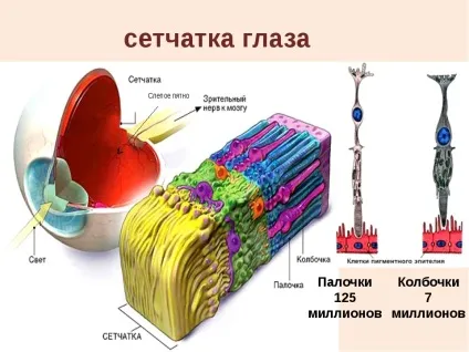 Абіотрофія сітківки - лікування хвороби (хвороби) Абіотрофія сітківки - лікування хвороби
