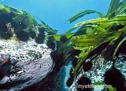 Альготерапія - лікування морськими водоростями (це корисно знати)