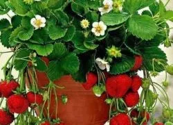 ампельна полуниця