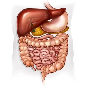 Альгінова кислота користь і застосування, food and health (альгінова) Альгінова кислота користь і застосування, food and health