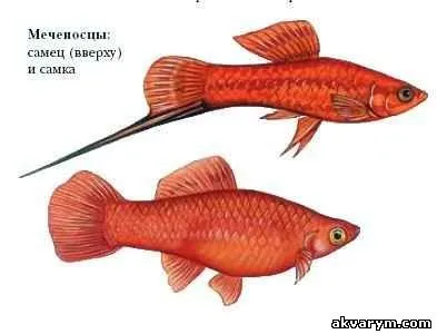 Акваріумні рибки і рослини - акваріумні рибки мечоносці (рослини) Акваріумні рибки і рослини - акваріумні рибки мечоносці