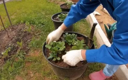Ампельна полуниця особливості вирощування (полуниця) Ампельна полуниця особливості вирощування