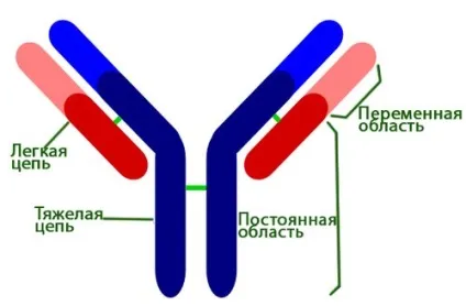 Антитіла, будова і функції антитіл