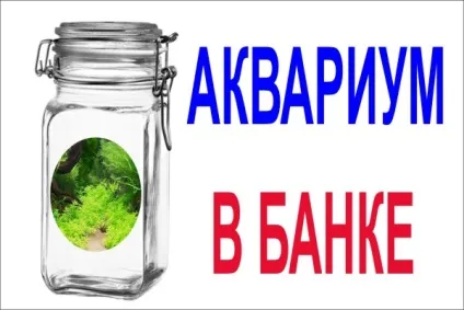 Акваріум в банку, блог акваріума (незвичайні акваріуми) Акваріум в банку, блог акваріума