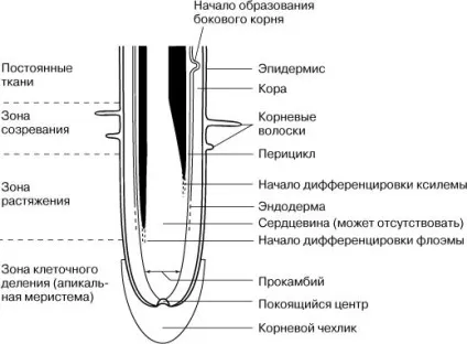 Анатомія рослин - це