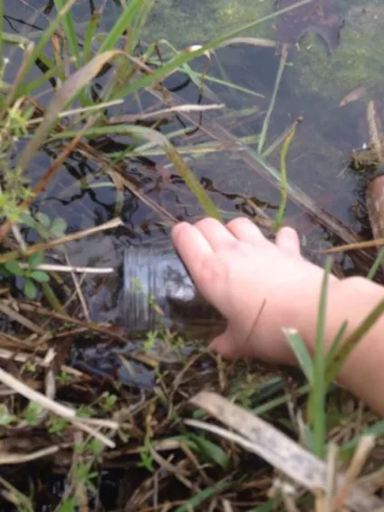 Акваріум в банку як зробити закриту водну екосистему