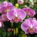 Араукарія - догляд в домашніх умовах (домашніх) Араукарія - догляд в домашніх умовах