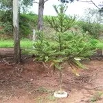 Араукарія догляд в домашніх умовах, розмноження, пересадка, проблеми догляду (домашніх) Араукарія догляд в домашніх умовах, розмноження, пересадка, проблеми догляду