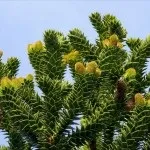 Араукарія догляд в домашніх умовах, розмноження, пересадка, проблеми догляду (домашніх) Араукарія догляд в домашніх умовах, розмноження, пересадка, проблеми догляду