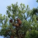 Араукарія догляд в домашніх умовах, розмноження, пересадка, проблеми догляду (домашніх) Араукарія догляд в домашніх умовах, розмноження, пересадка, проблеми догляду