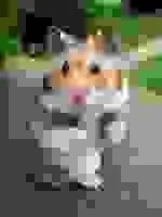артефакти jpeg