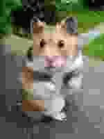 артефакти jpeg