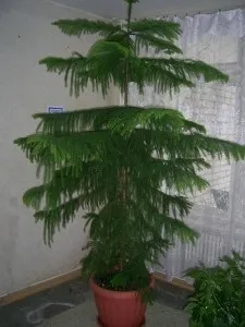 Араукарія розмноження, пересадка і догляд за домашньою ялинкою (араукарія) Араукарія розмноження, пересадка і догляд за домашньою ялинкою