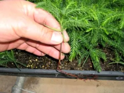 Араукарія догляд в домашніх умовах полив пересадка і розмноження (араукарія) Араукарія догляд в домашніх умовах полив пересадка і розмноження