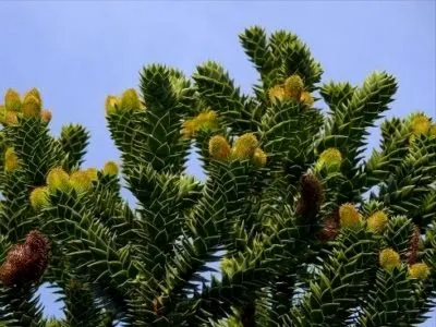 Араукарія догляд в домашніх умовах полив пересадка і розмноження (араукарія) Араукарія догляд в домашніх умовах полив пересадка і розмноження