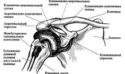 Артроз акроміально-ключичного зчленування лікування (зчленування) Артроз акроміально-ключичного зчленування лікування