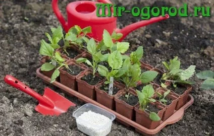 Астра вирощування з насіння коли садити на розсаду (вирощування) Астра вирощування з насіння коли садити на розсаду