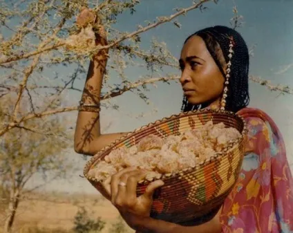 Аравійська камедь - засіб для схуднення (камедь) Аравійська камедь - засіб для схуднення