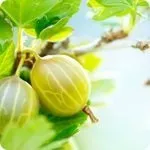 Біг для здоров'я чому корисно бігати підтюпцем (жіноче здоров'я) Біг для здоров'я чому корисно бігати підтюпцем