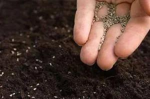 Бегонія вечноцветущая що потрібно для кімнатного вирощування, як вирощувати з насіння і розмножувати (потрібно) Бегонія вечноцветущая що потрібно для кімнатного вирощування, як вирощувати з насіння і розмножувати