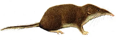 Белозубка мала (crocidura suaveolens) мала белозубка, зовнішній вигляд розмір вага поширення (белозубка) Белозубка мала (crocidura suaveolens) мала белозубка, зовнішній вигляд розмір вага поширення