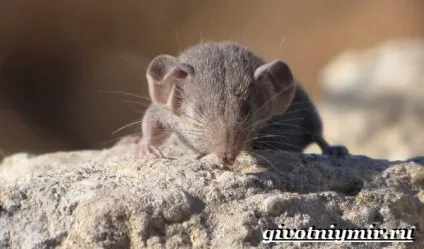 белозубка тварина