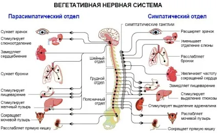 Чи беруть в армію з ВСД при вегето-судинної дистонії (дистонії) Чи беруть в армію з ВСД при вегето-судинної дистонії